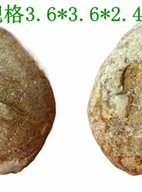 保真海洋生物海星化石原石标本