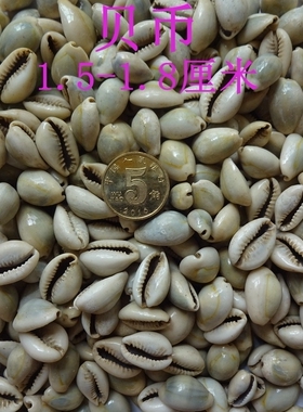 天然古钱币贝币化石原石标本