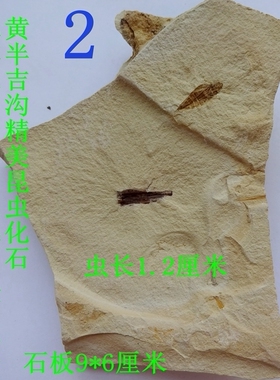 天然植物昆虫化石原石标本