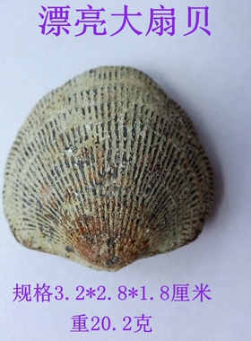 稀有大号扇贝化石科普收藏佳品