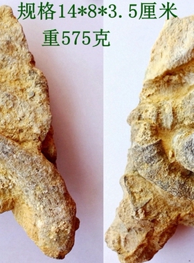 天然羊角螺化石稀有观赏教学科普