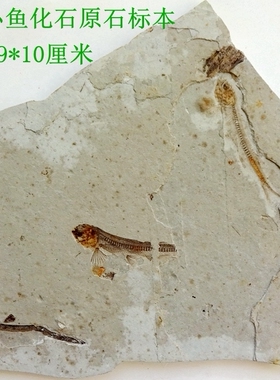 辽西小狼鳍鱼化石标本