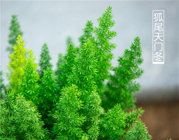 狐尾天门冬盆栽绿植大盆多年生四季常绿好养阳台庭院花园花苗植物 - 图3