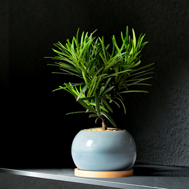 罗汉松老桩盆景桌面办公室盆栽吸甲醛植物盘栽办公桌室内花卉绿植,淘宝优惠券,粉丝福利购,淘宝优惠卷