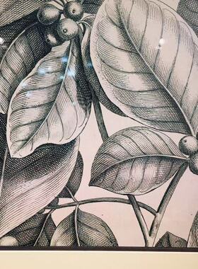 欧式风黑白植物内容实木装饰画