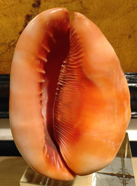 世界天然摆件水晶底座