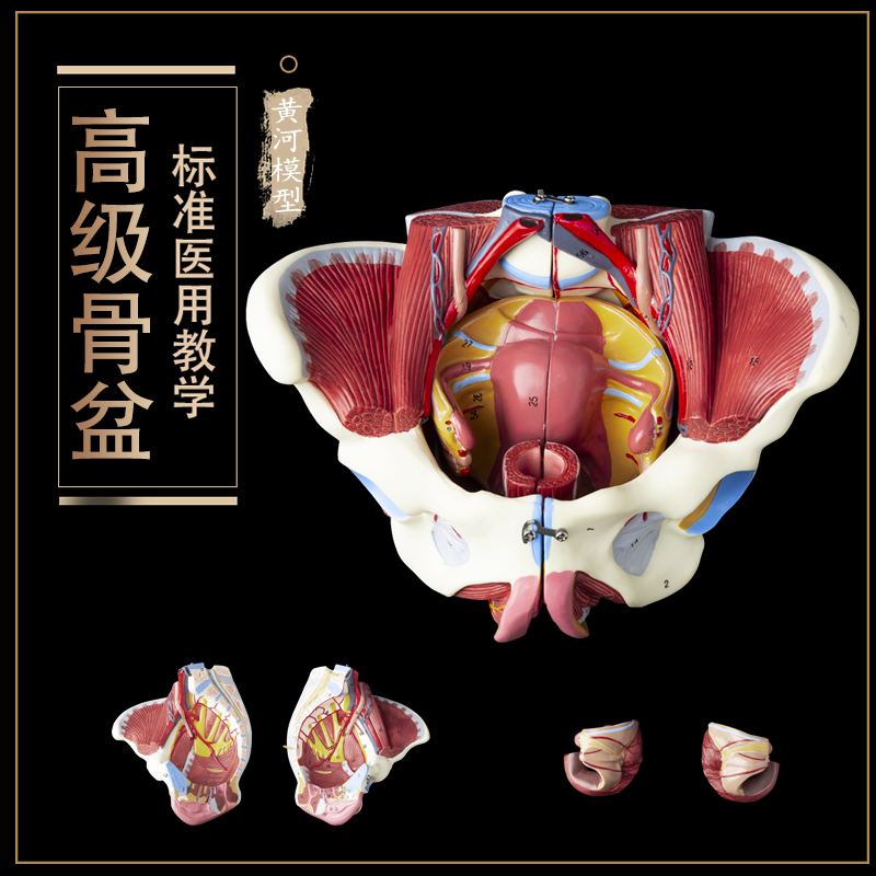 自然大1:1高级女性盆骨附生殖器官与血管神经肌肉模型4配件-图0