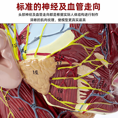 头部矢状断层解剖 头颈部解剖 耳鼻喉科模型 大脑模型头浅表模型 - 图1