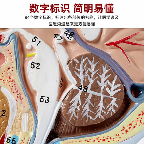 头部矢状断层解剖 头颈部解剖 耳鼻喉科模型 大脑模型头浅表模型 - 图2