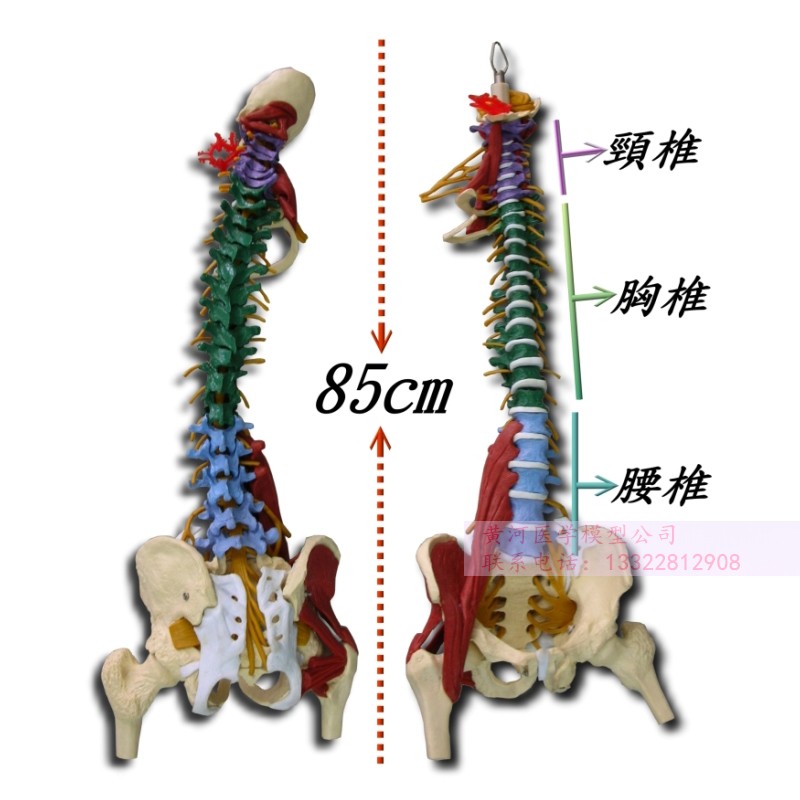 人体脊柱模型1:1成人正骨练习脊椎模型颈椎腰椎人体骨骼模型骨架 - 图3