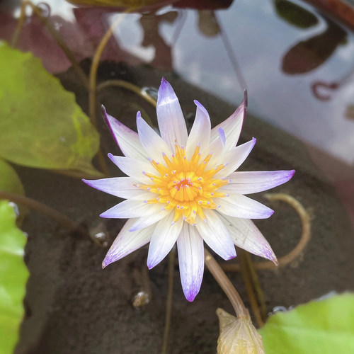 迷你小睡莲带芽根块家庭盆栽水培水生植物四季花卉碗莲根块茎种根 - 图2
