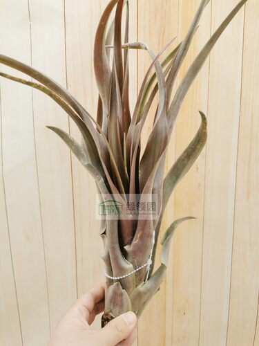 展示 空气凤梨 热带 Tillandsia capitata 'Marron'卡比塔塔'马龙 - 图0