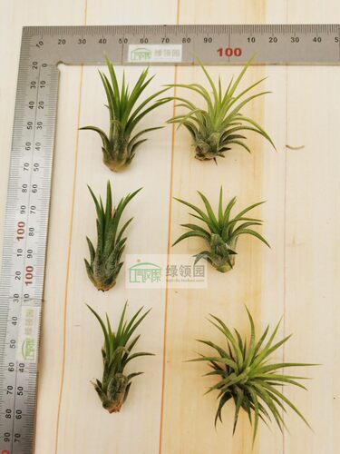 展示 空气凤梨 Tillandsia Ionantha Rubra 全红精灵 - 图3