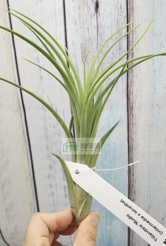 展示 空气凤梨 热带 Tillandsia 'Mudlo' 花中花x精灵 - 图0