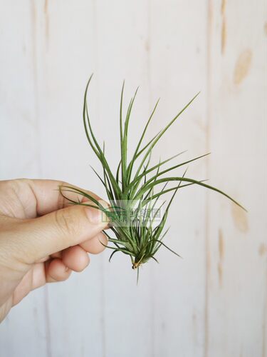 展示 空气凤梨 Tillandsia Caulescens 火炬 - 图1