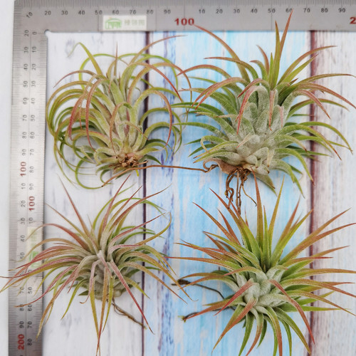 空气凤梨 Tillandsia ionantha maxima 'Huamelula'华美路拉 侧芽 - 图1