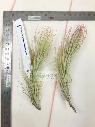 展示 空气凤梨 热带 Tillandsia funckiana (Long Leaf)长叶狐尾 - 图1