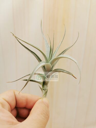 展示 空气凤梨 Tillandsia Albida 阿比达 - 图0