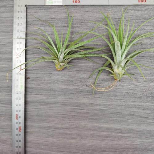 绿领园 一物一拍  空气凤梨T. Concolor x Ionantha 空可乐精灵 - 图0