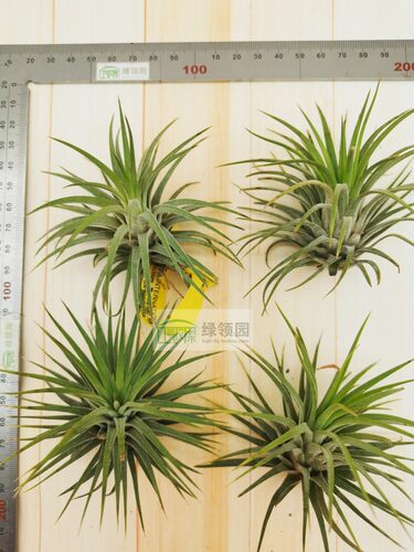 展示 空气凤梨 Tillandsia Ionantha Rubra 全红精灵 - 图2