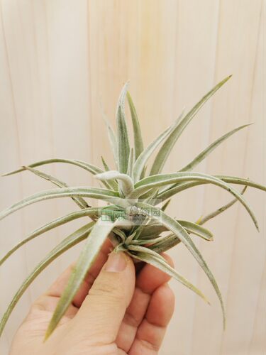 展示 空气凤梨 Tillandsia harrisii 哈里斯 - 图0