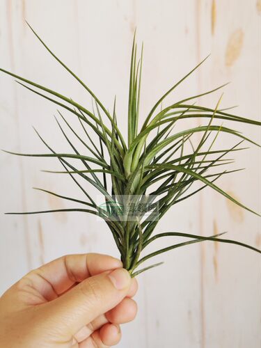 展示 空气凤梨 Tillandsia Caulescens 火炬 - 图0