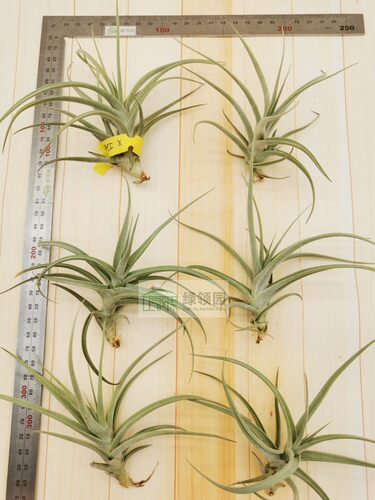 展示 空气凤梨 Tillandsia X Inca Gold 印加黄金 - 图1