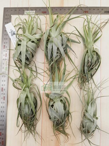 展示 空气凤梨 热带 Tillandsia gardneri Large 大型薄纱 - 图1