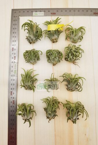 展示 空气凤梨 Tillandsia Ionantha‘Ron’龙精灵 - 图1