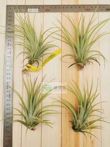 绿领园 一物一拍  空气凤梨T. Concolor x Ionantha 空可乐精灵 - 图3