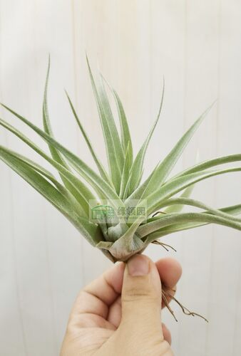展示 空凤  鸟岩 Tillandsia Majestic 血统杂交 香槟×空可乐 - 图1