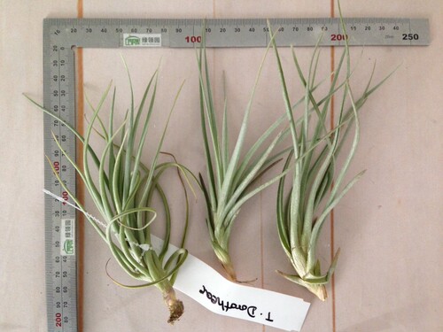 展示 空气凤梨 Tillandsia dorotheae 小型品种 - 图1