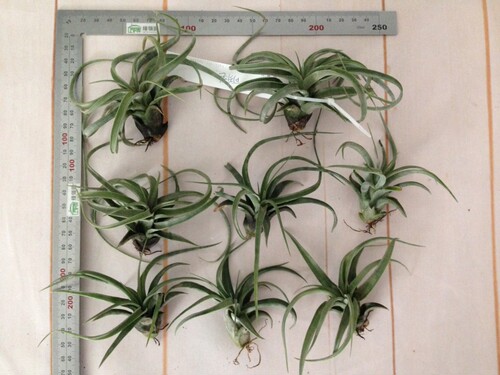 空气凤梨【展示】Tillandsia Concolor x Strephylla 可乐卷 - 图1