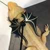 Climbing pet lion maned lion lizard out towing rope