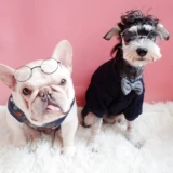 ПЭТ круговые очки собачьи очки фото декоративные очки Fadou Стала Sheronori