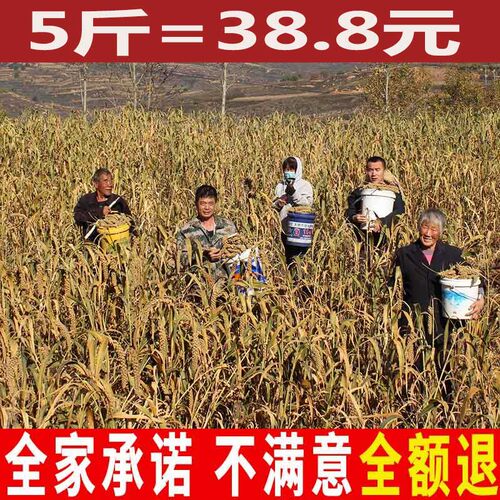 2026山西小米沁州黄小米5斤小黄米小米杂粮小米黄小米新米小米粥 - 图2
