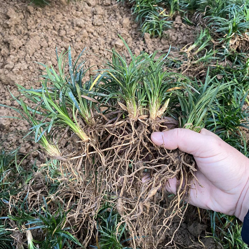 日本矮麦冬草耐寒别墅庭院草坪植物四季常青麦冬草玉龙草宿根植物 - 图3