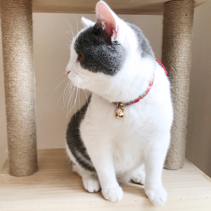 小猫咪项圈铃铛防跳蚤脖圈