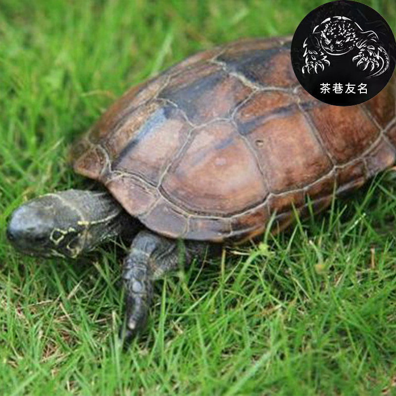 中华草龟大乌龟活体宠物长寿龟水龟金线龟活物龟墨龟,淘宝优惠券,粉丝福利购,淘宝优惠卷