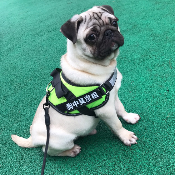 Dog leash harness free customized word plate