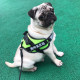 Dog leash harness free customized word plate