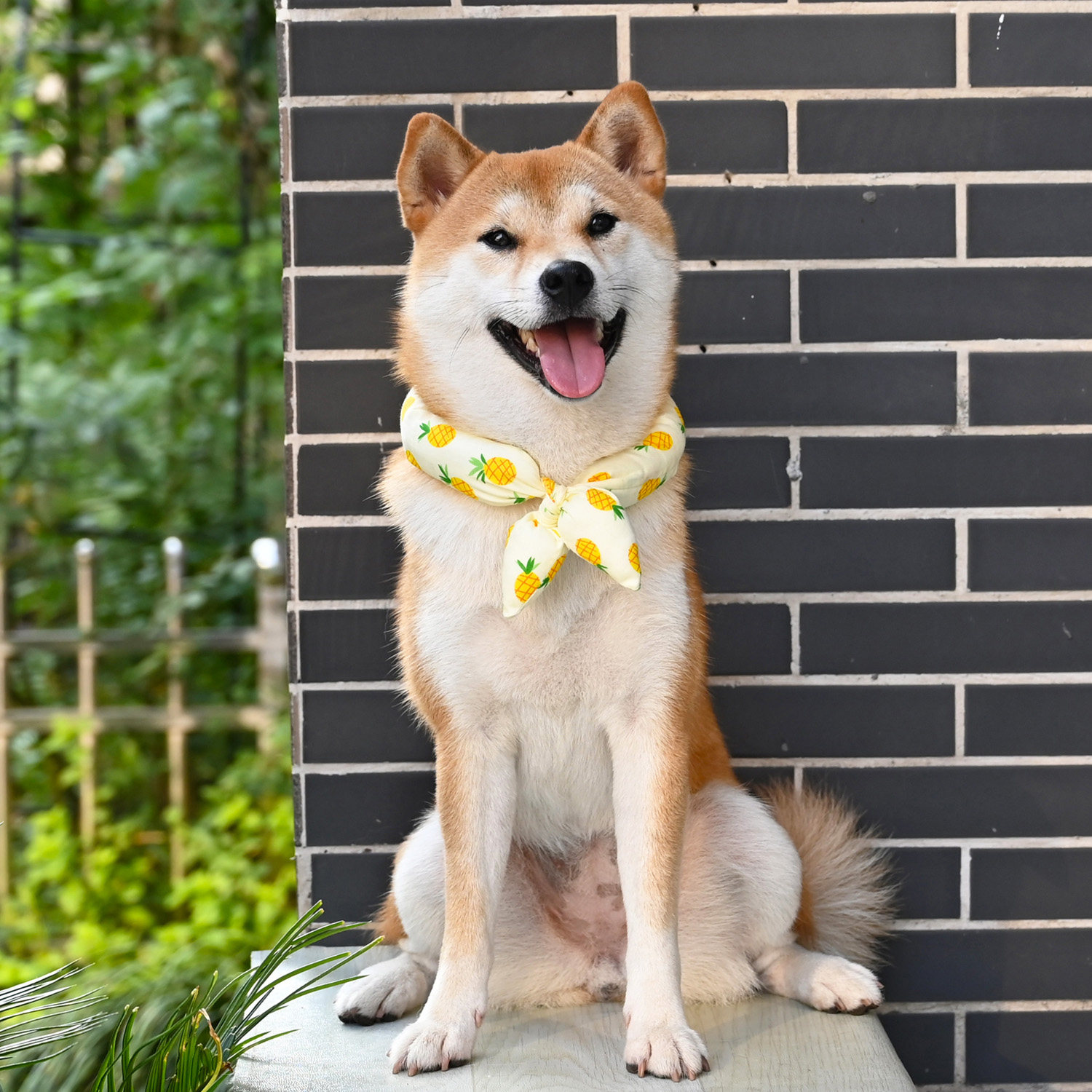 芮柴和风唐草纹樱花宠物猫狗狗泰迪柴犬柠檬巾围巾脖圈蝴蝶结配饰,淘宝优惠券,粉丝福利购,淘宝优惠卷