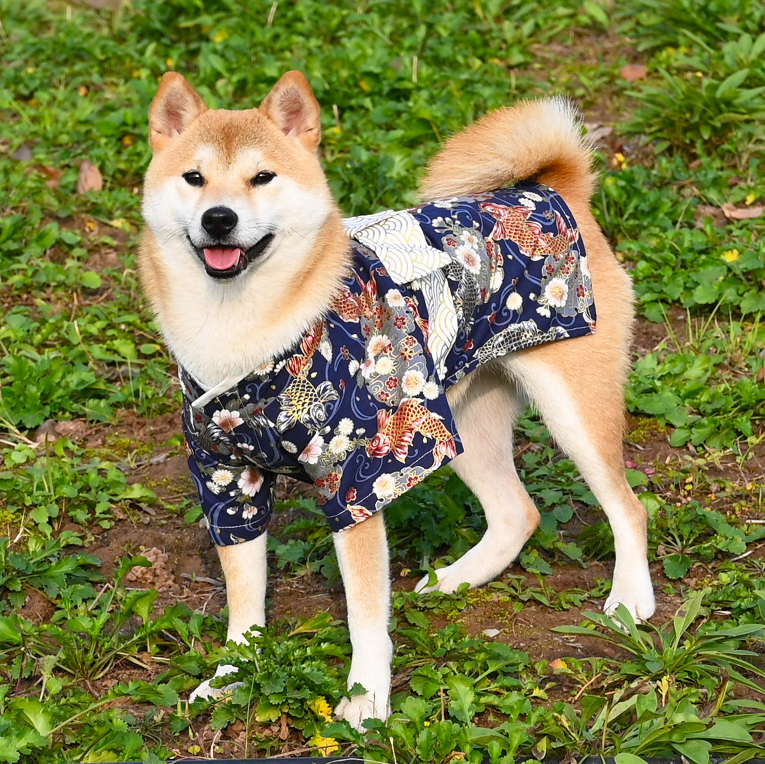 全棉宠物狗狗猫咪衣服锦鲤和风日本柴犬柯基衣服拍照和服浴衣-图0