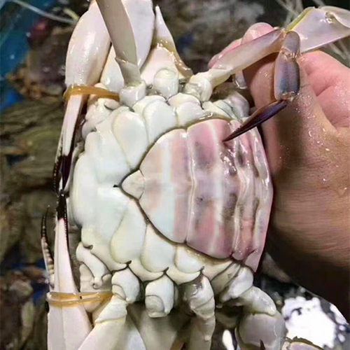 3-9两/只北京闪送活海蟹沙母蟹红膏蟹海鲜满黄满肉梭子蟹 飞蟹 - 图1