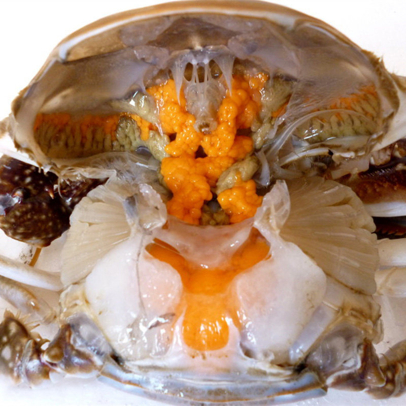 3-9两/只北京闪送活海蟹沙母蟹红膏蟹海鲜满黄满肉梭子蟹 飞蟹,淘宝优惠券,粉丝福利购,淘宝优惠卷