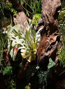 海虹景观生态雨林奇花异草微景观