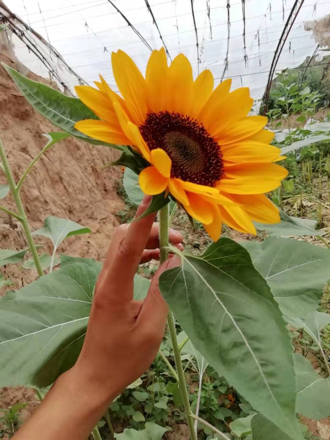 日本进口文森特向日葵种子 庭院观赏向日葵 花束花园种植阳台盆栽