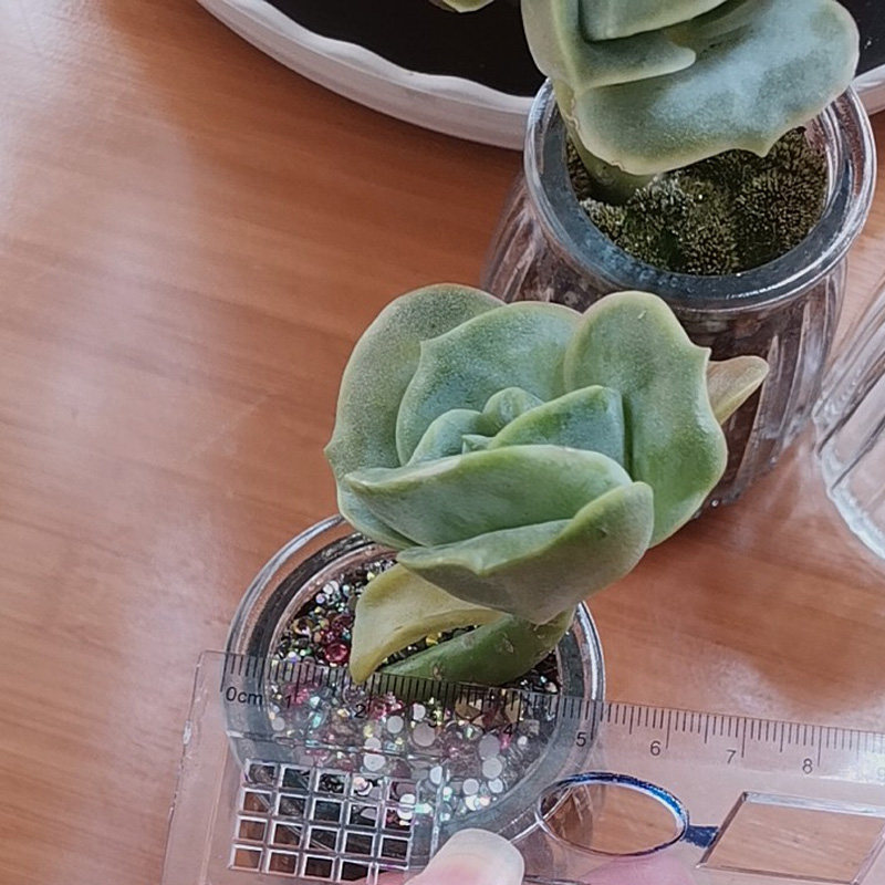 小号多肉花瓶透明玻璃仙人球花盆迷你肉肉种植花盆家用简约小花盆