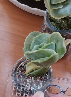 小号多肉花瓶透明玻璃仙人球花盆