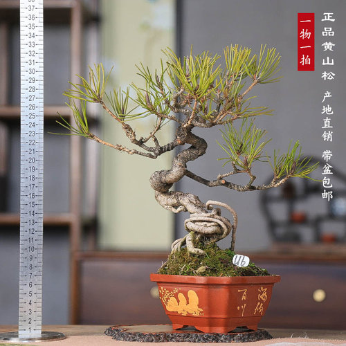 黄山松盆景曲干矮霸造型真树苗松树盆栽马尾松山采小老桩迎客松柏 - 图0
